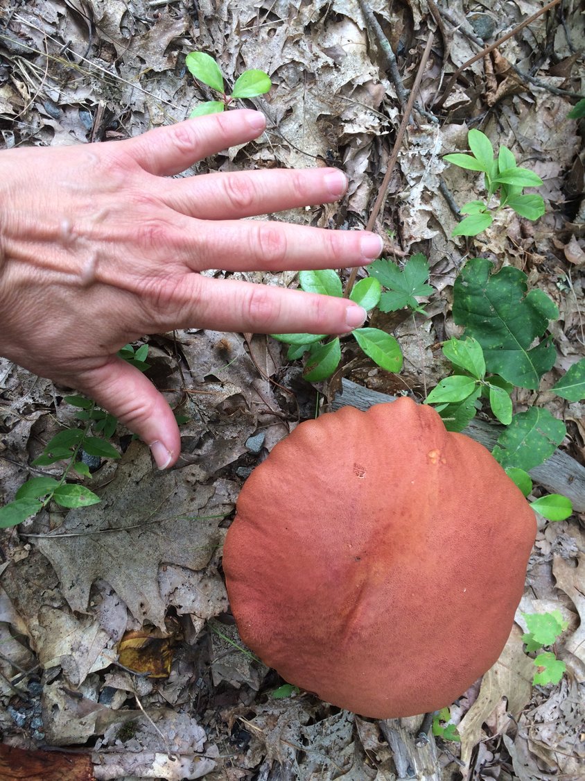 Using one’s hand for perspective helps to reveal the size of natural objects like this mushroom. Two days later, it had grown larger than my hand.